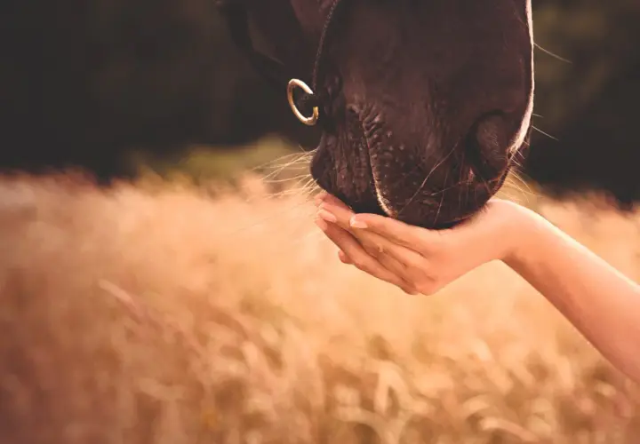 Un cheval brun mange dans une main tendue, ses vibrisses effleurant la peau. Un moment de confiance, peut-être un peu d'huile de maïs pour le régaler.