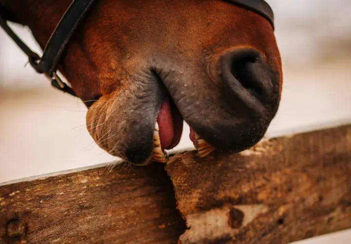 Gros plan sur la bouche d'un cheval marron, la langue sortie, les dents sur une planche de bois. Ce cheval qui ne mange pas semble jouer.