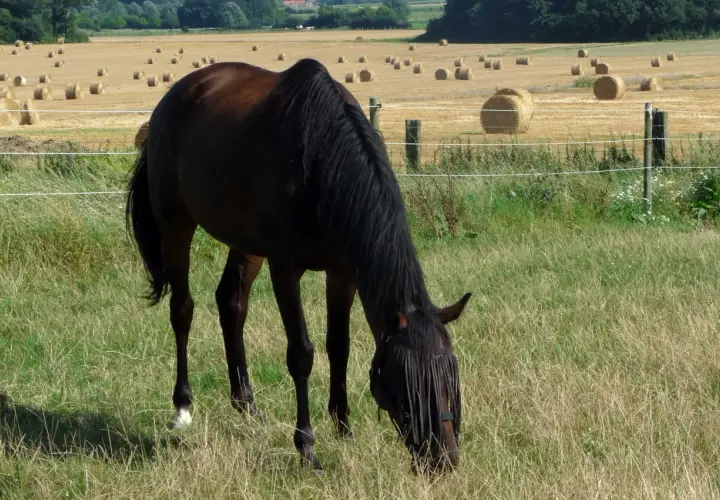 Un cheval brun, d'une noble race, broute paisiblement dans un pré verdoyant, avec des bottes de foin rondes parsemant un champ doré à l'arrière-plan.
