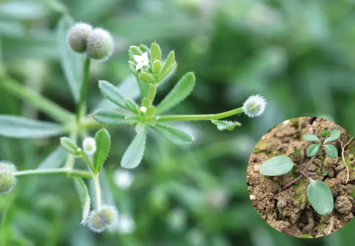 Gaillet gratteron, une plante aux petites fleurs blanches et aux fruits ronds et duveteux, appréciée des chevaux. Une jeune pousse est visible en médaillon.
