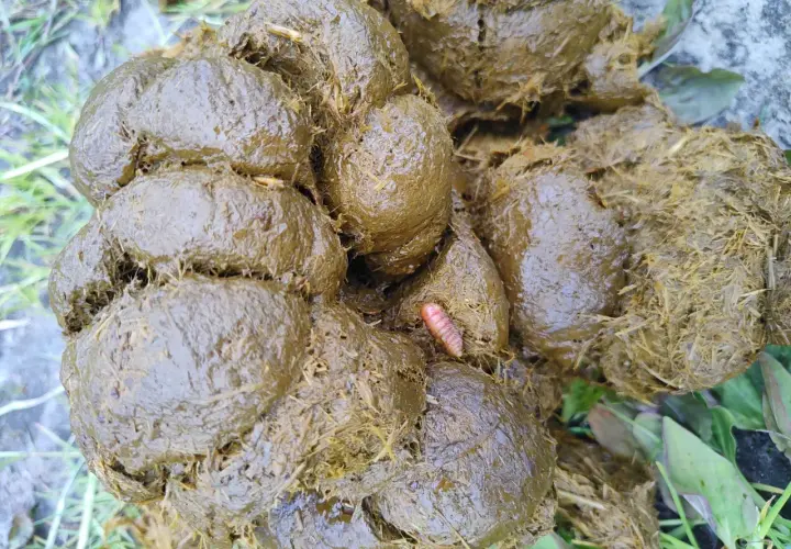 Une larve d'oestre, rose et segmentée, se trouve au milieu de crottins de cheval humides et fibreux, sur un sol herbeux.
