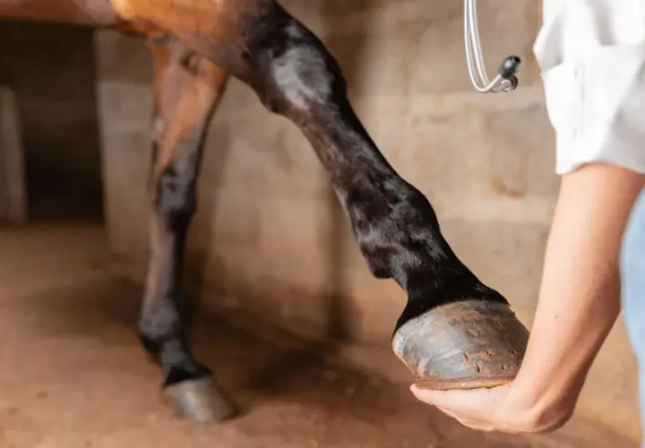 Un vétérinaire examine les tendons d'un cheval. La jambe du cheval est levée, et le vétérinaire tient son sabot.
