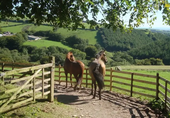Deux chevaux dans un paddock paradise, profitant d'une vue sur des collines verdoyantes et une forêt.