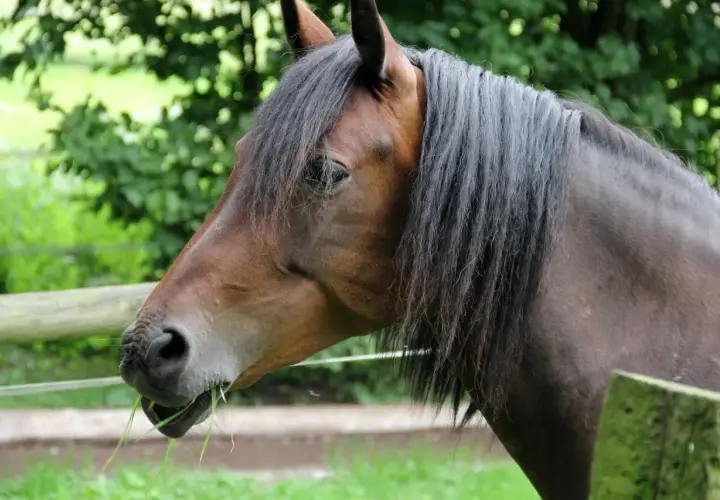 Un magnifique cheval hanovrien brun, la crinière au vent, broute paisiblement de l'herbe fraîche dans un pré verdoyant.