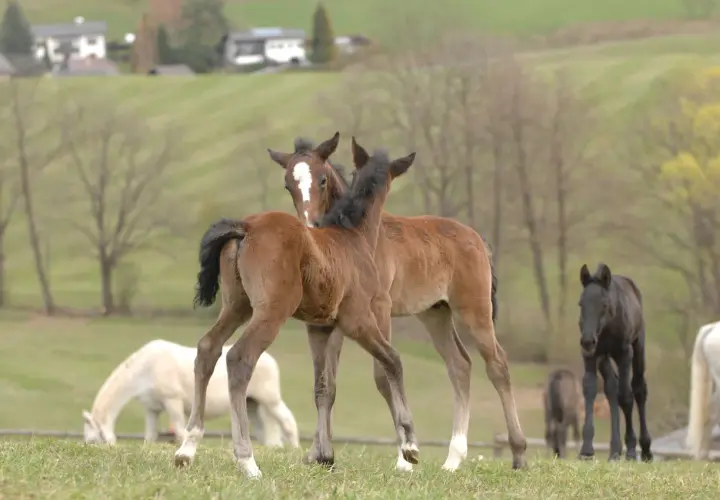 Deux poulains bruns se câlinent sur une prairie. Ils se demandent combien boit un cheval par jour. D'autres chevaux sont en arrière-plan.