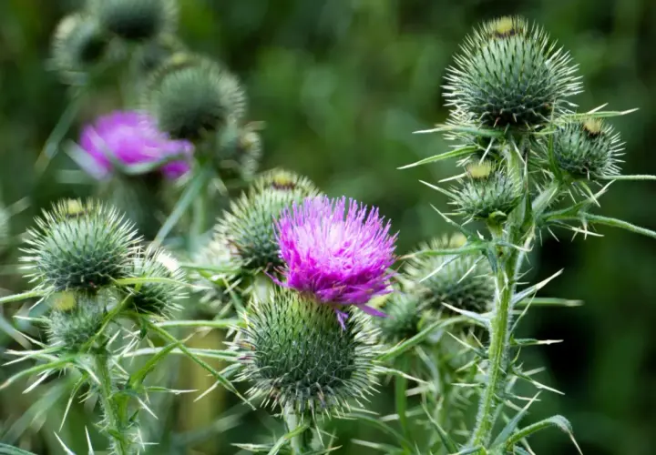 Chardon-Marie aux fleurs violettes, une plante sauvage qui pourrait nourrir un cheval.