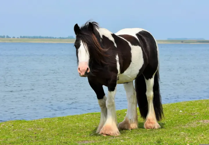 Un magnifique cheval cob pie noir et blanc se tient sur une pelouse verte près d'un lac bleu.