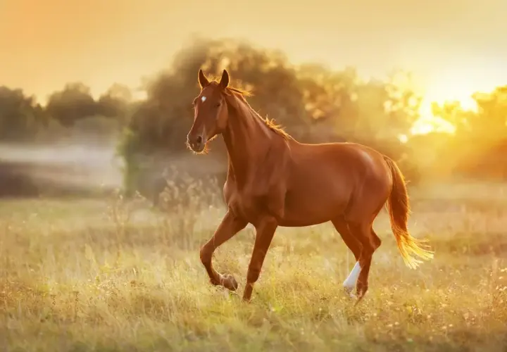 Cheval brun galopant dans un champ doré au coucher du soleil. Une alimentation adaptée est essentielle pour un cheval atteint du syndrome de Cushing.