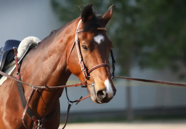 Cheval brun avec selle et enrênement chambon, prêt pour l'entraînement.