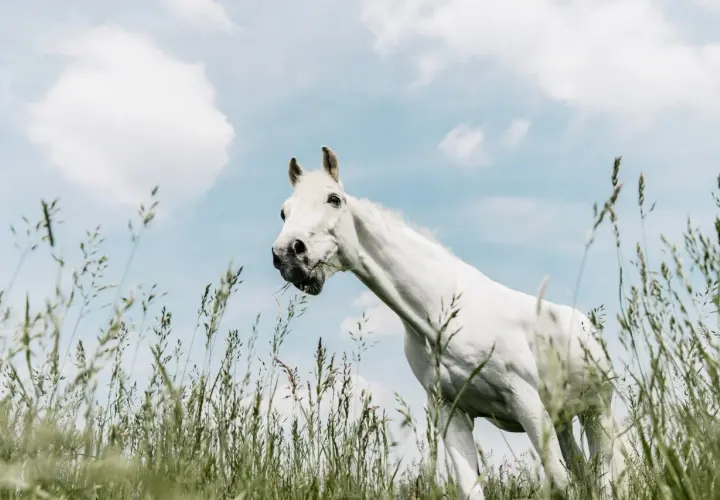 Un magnifique cheval blanc broute de l'herbe dans un champ, le ciel bleu et nuageux en arrière-plan. Il semble tout droit sorti d'une écurie de rêve.