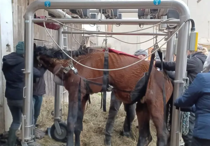 Un cheval est suspendu dans un appareil, entouré de personnes. La scène évoque la décomposition d'un cheval mort, une fin tragique.