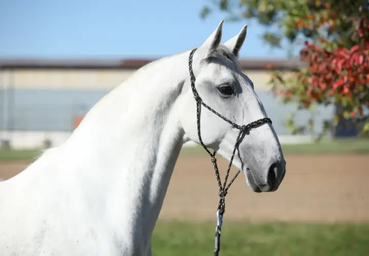 Magnifique cheval blanc, rappelant l'élégance du Lipizzan et son origine noble.