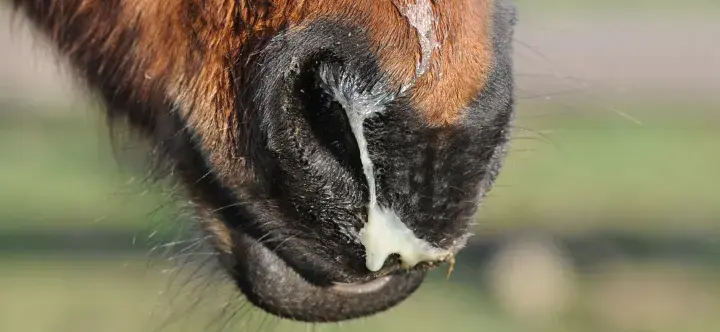 Museau d'un cheval brun avec un écoulement nasal épais et jaune, possiblement lié à la leptospirose cheval.