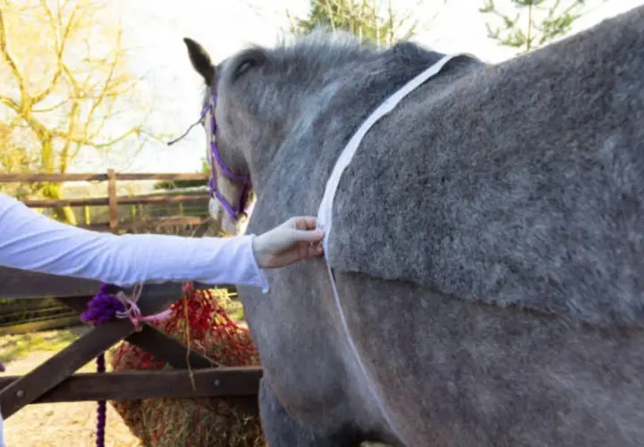 Une personne mesure le tour de poitrine d'un cheval gris pour estimer son poids.
