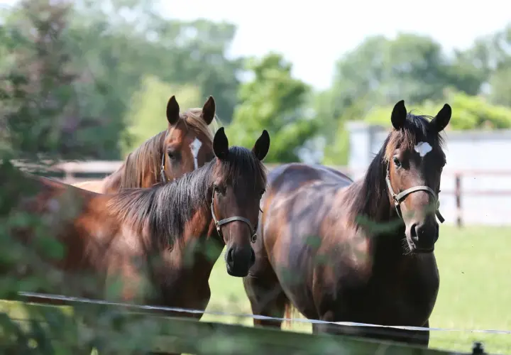 Trois chevaux bruns, dont un alezan, se tiennent dans un pré. La force et la beauté de ces animaux, symboles de la proteine cheval, sont saisissantes.