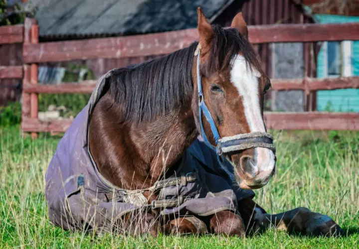 Un cheval brun, couvert d'une couverture, se repose dans l'herbe. Il semble un peu fatigué, ce cheval maigre.