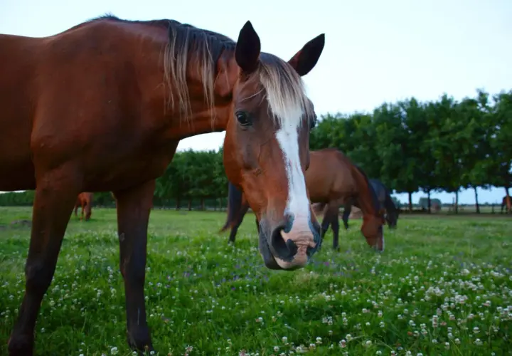 Des chevaux broutent paisiblement dans un champ de trèfle fleuri, sous un ciel clair.