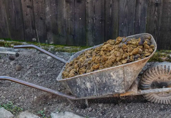 Brouette remplie de crottin de cheval, prêt à fertiliser le jardin.