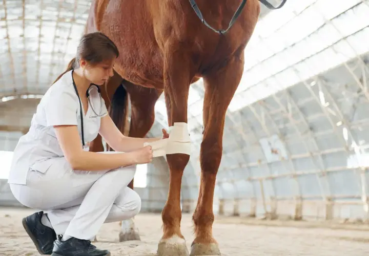 Vétérinaire appliquant un bandage sur la jambe d'un cheval, soignant une possible fourbure.