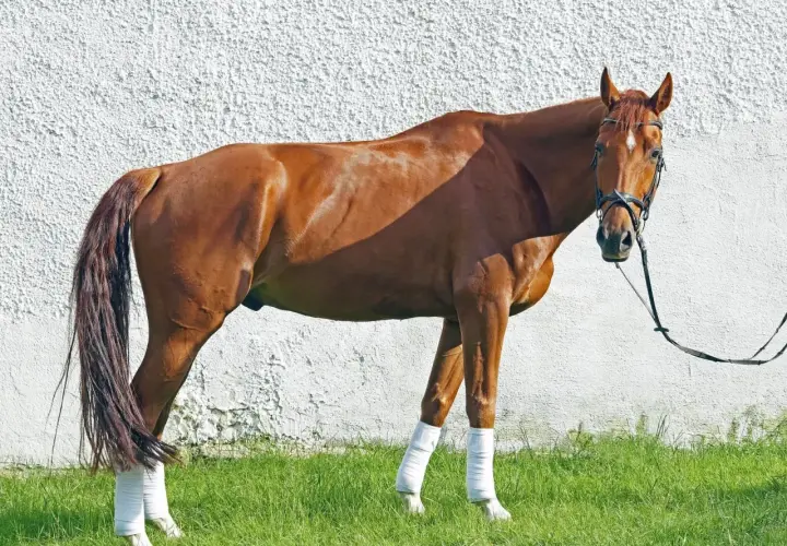 Un magnifique cheval Oldenburg brun, avec des bandes blanches sur les pattes, se tient sur l'herbe devant un mur blanc.