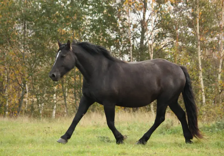 Un magnifique percheron noir galope dans un pré verdoyant, le soleil d'automne illuminant son pelage.