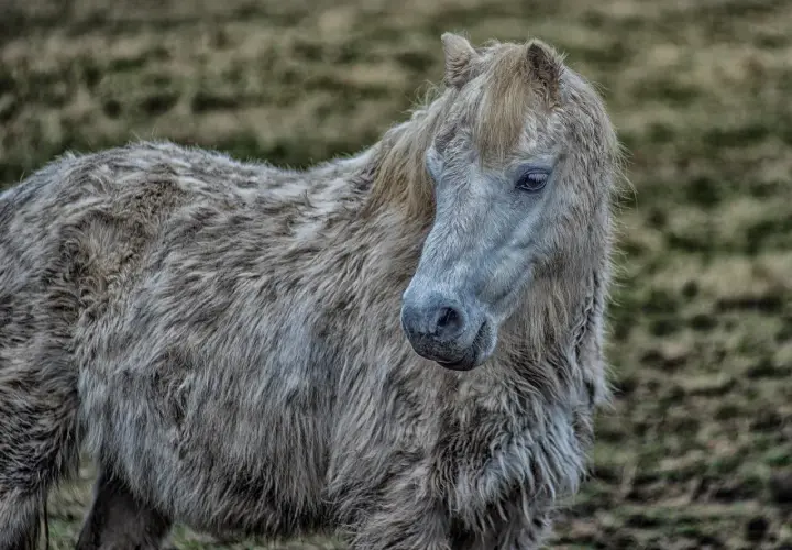 Poney à la robe hirsute, le regard mélancolique, évoquant la maladie de Cushing et le stress.