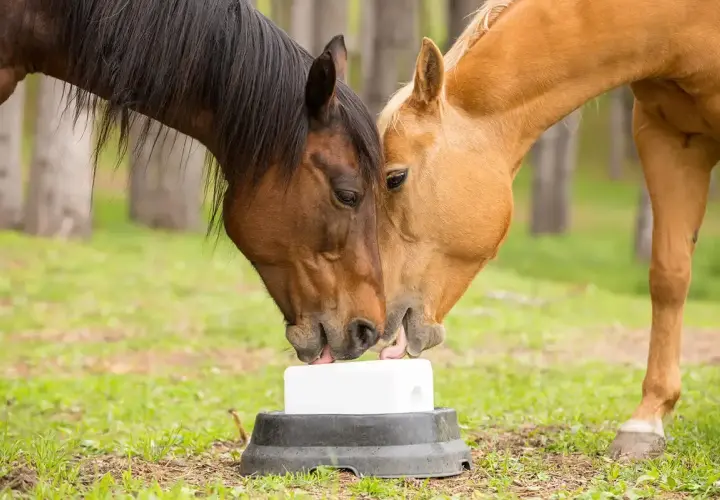 Deux chevaux, l'un brun et l'autre alezan, partagent une pierre à sel. La porcelle enracinée cheval est un plaisir partagé.