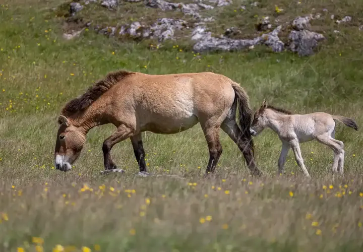 Un cheval de Przewalski et son poulain broutent dans un pré fleuri.