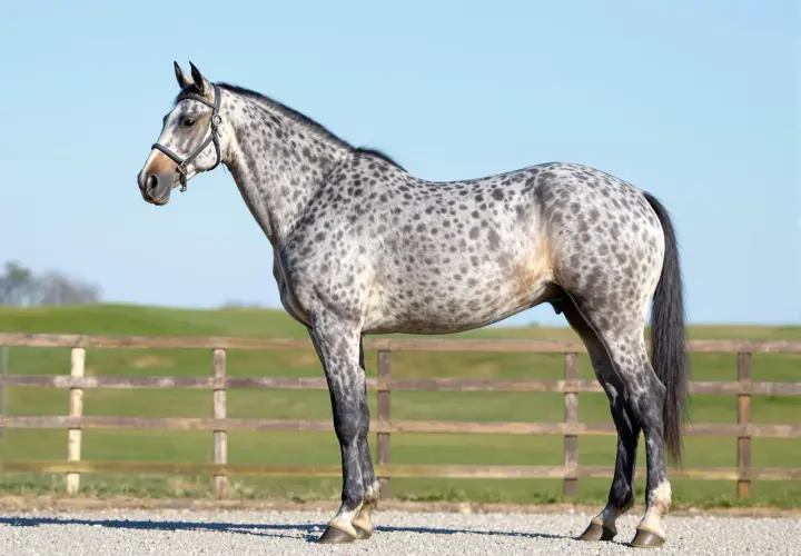 Un magnifique cheval gris tacheté, un pur-sang français, se tient fièrement devant une clôture en bois et un ciel bleu clair.