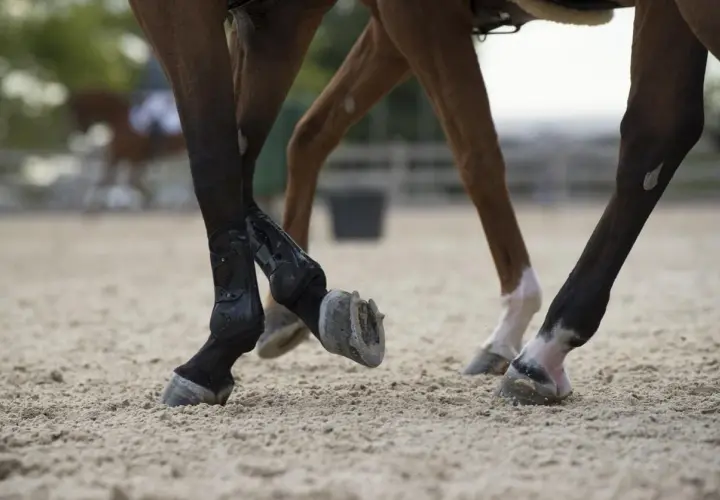 Pieds de chevaux en mouvement sur sable. Un bon rapport calcium phosphore est essentiel pour des os solides.