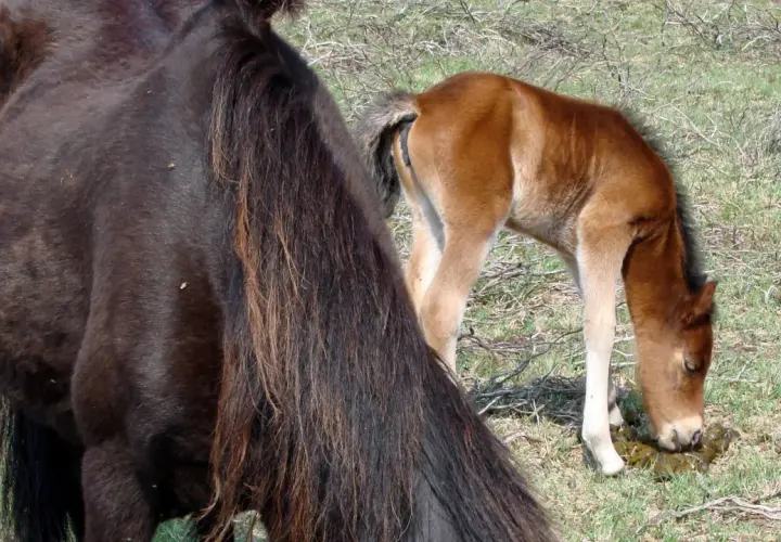 Un poulain brun, à côté de sa mère sombre, mange du crottin dans un pré.