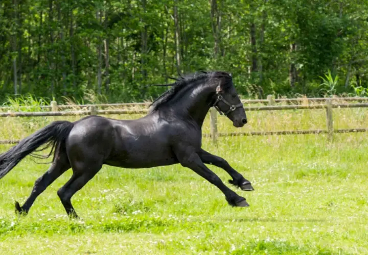 Un magnifique cheval noir galope dans un pré verdoyant, sa crinière au vent. Il semble aussi libre qu'une bière cheval.