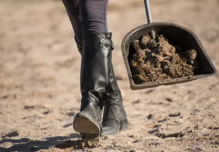 Une personne en bottes d'équitation ramasse du crottin de cheval avec une pelle, illustrant la réglementation crottin de cheval sur la voie publique.