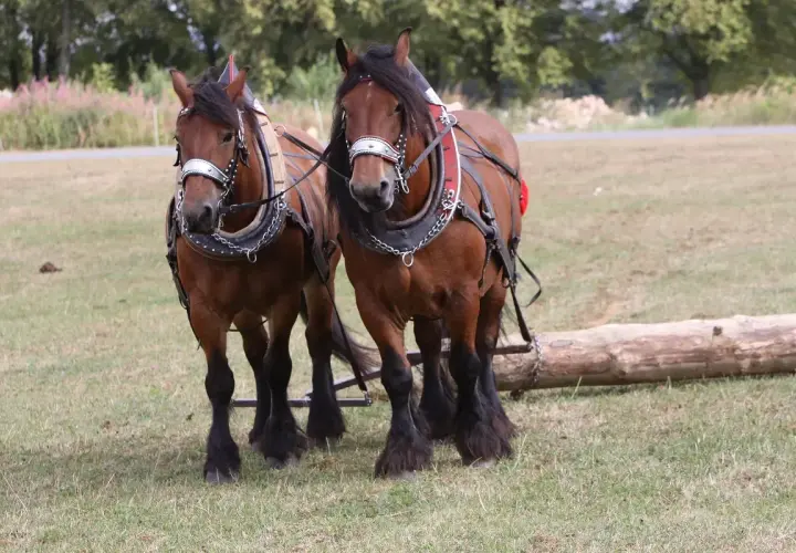 Deux robustes chevaux ardennais, harnachés et prêts à tirer un tronc d'arbre, se tiennent côte à côte dans un pré.