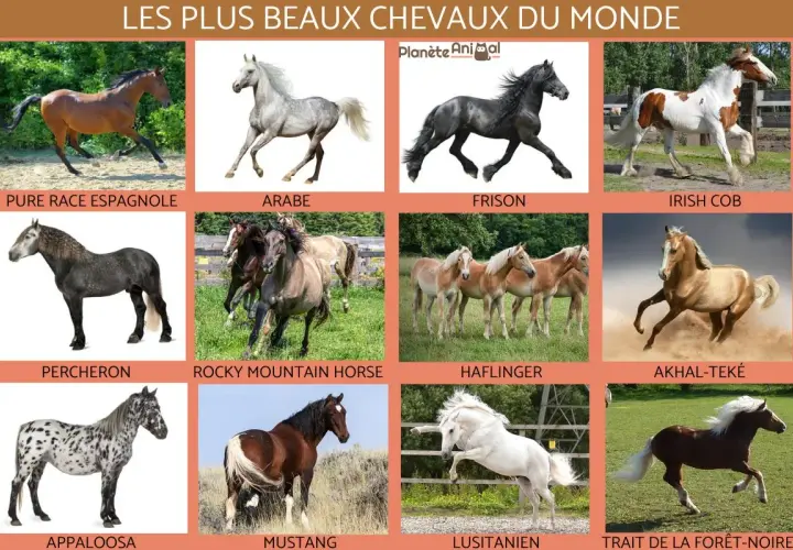 Découvrez les races de chevaux les plus connues : Pur Sang Espagnol, Arabe, Frison, Irish Cob, Percheron, Rocky Mountain Horse, Haflinger, Akhal-Teke, Appaloosa, Mustang, Lusitanien, Trait de la Forêt-Noire.