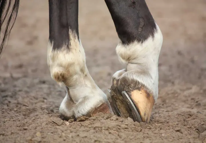 Pieds d'un cheval montrant une boiterie antérieure. Le sabot gauche est visiblement plus bas, suggérant une gêne.