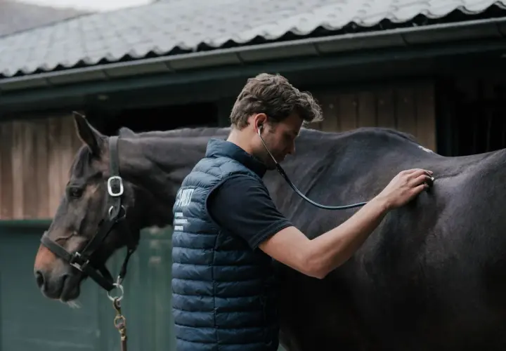 Vétérinaire auscultant un cheval au pré, inquiet de son état de cheval qui maigrit.