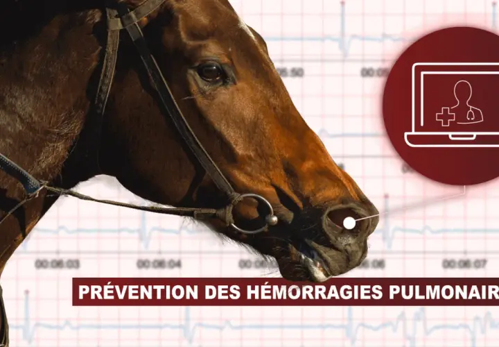 Tête de cheval avec un graphique d'ECG en arrière-plan. Une icône de télémédecine est visible, suggérant la prévention du **purpura hémorragique** chez les chevaux.
