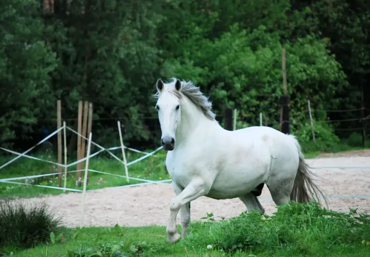 Un magnifique cheval criollo blanc, crinière au vent, galope dans un paddock sablonneux entouré de verdure.