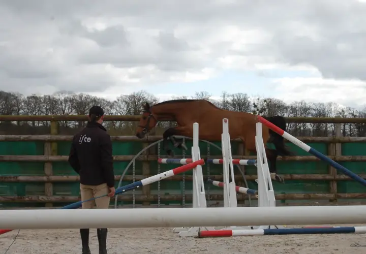 Un cavalier observe un cheval brun franchir différents types d'obstacles CSO dans un manège extérieur.