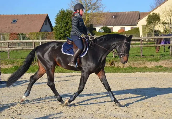 Une cavalière en tenue d'équitation fait du travail cheval dans une carrière sablonneuse.