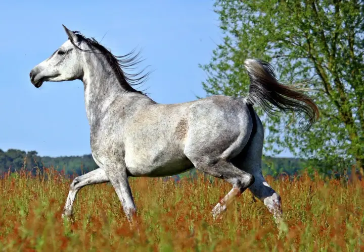 Un magnifique cheval arabe gris galope dans un champ d'herbes hautes, sa crinière et sa queue flottant au vent.