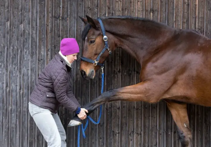 Une femme examine le sabot d'un cheval brun, peut-être pour évaluer son état et adapter son alimentation cheval fourbu.