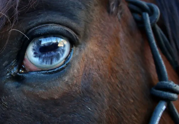 Gros plan sur l'oeil bleu d'un cheval, reflétant le ciel. Une longe est visible sur le côté.