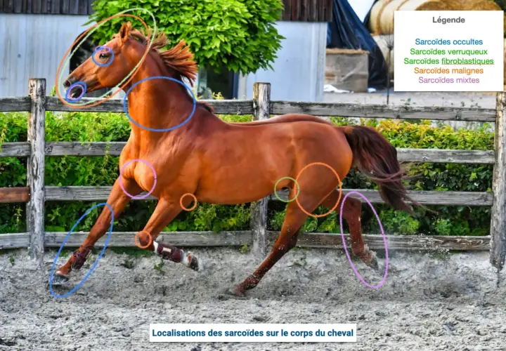 Cheval bai en mouvement, différentes localisations de sarcoïdes marquées par des cercles colorés sur la tête, le cou, le flanc et les membres.