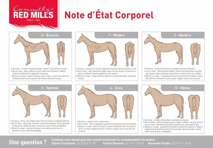 Illustration d'un vieux cheval maigre, avec des côtes saillantes et une encolure fine. L'alimentation est cruciale pour sa santé.