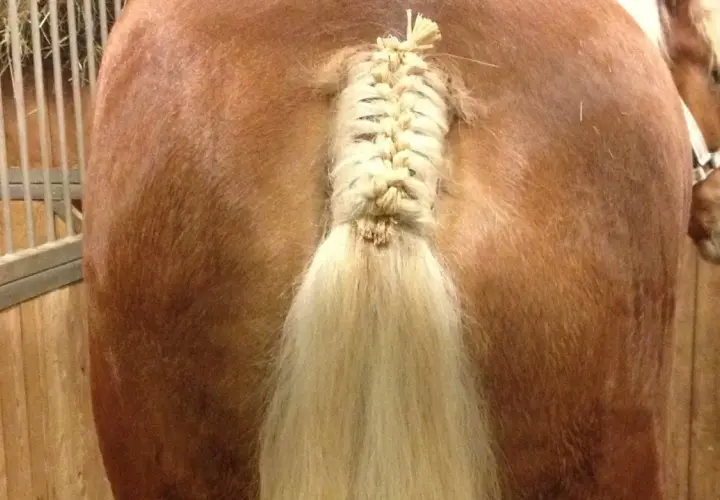 Une belle tresse queue de cheval sur un cheval brun dans une écurie.