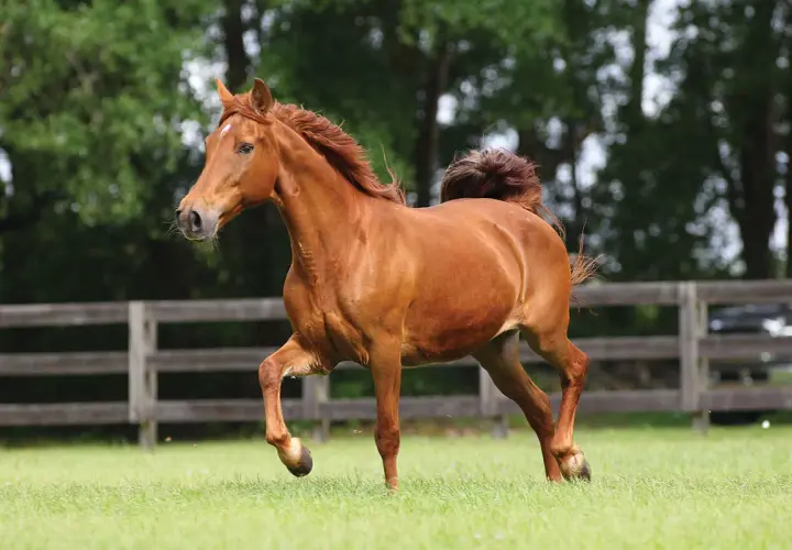 Un magnifique Missouri Fox Trotter alezan galope dans un pré verdoyant, sa crinière et sa queue flottant au vent.
