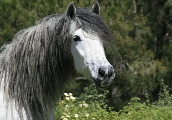 Magnifique cheval andalou à la crinière grise et longue, se tenant dans un pré fleuri.