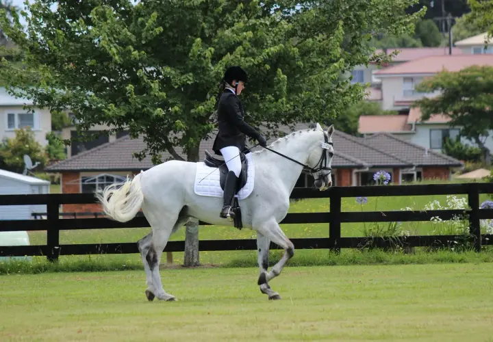 Cavalier en tenue d'équitation sur un cheval blanc en mouvement, le cheval effectue un mouvement d'épaule en dedans avec grâce.